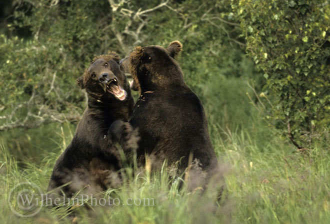 Grizzly Bears