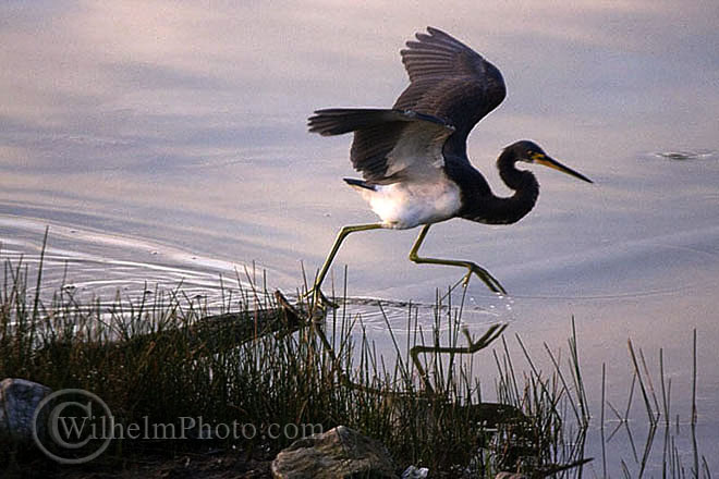 tri-colored heron