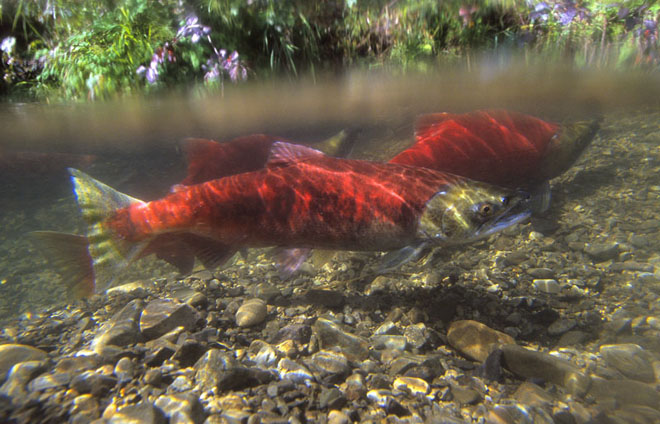 sockeye