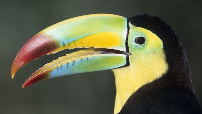 keel-billed toucan