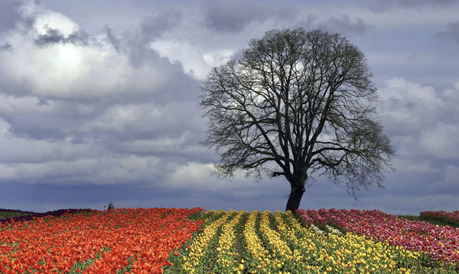 tulip