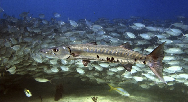 barracuda