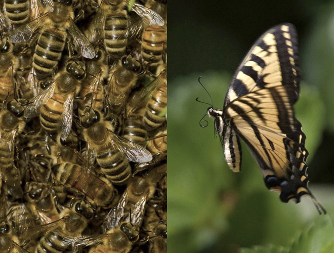 good insects