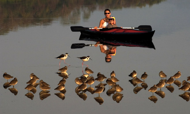 bird watchers
