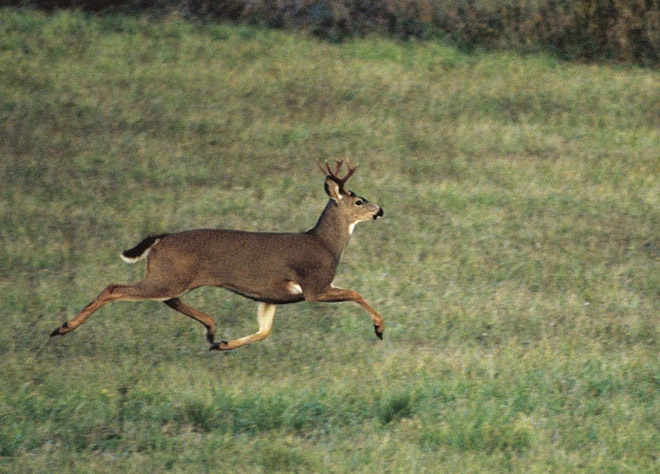 black-tailed deer