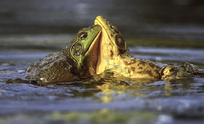 bullfrogs