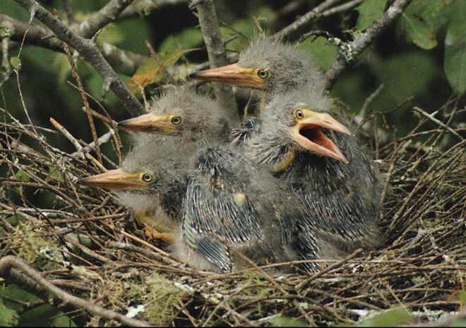 green herons