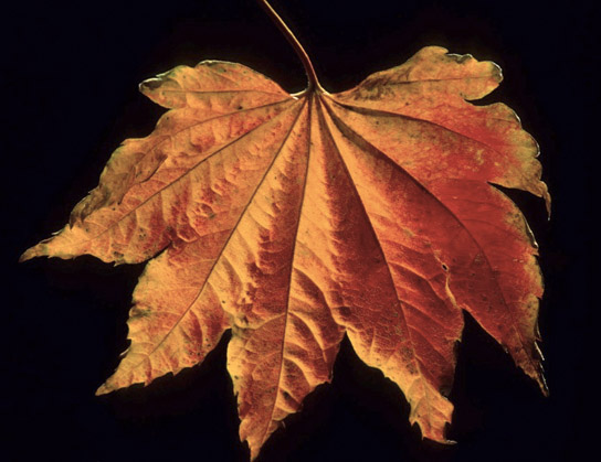 maple leaf