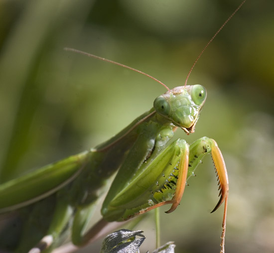 preying mantis