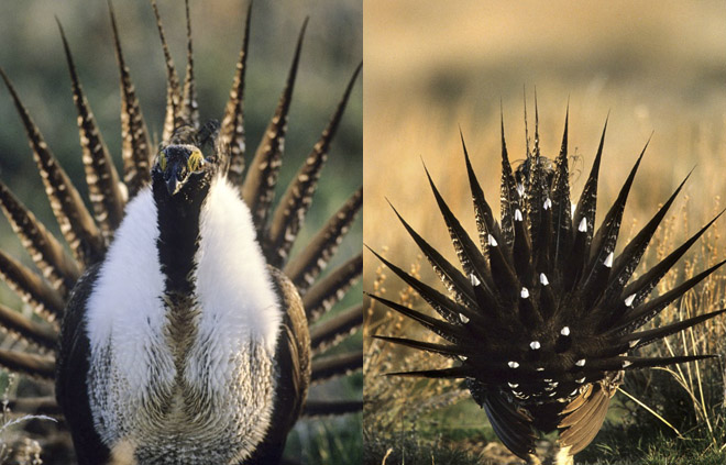 sage grouse