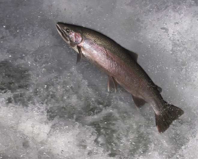 steelhead