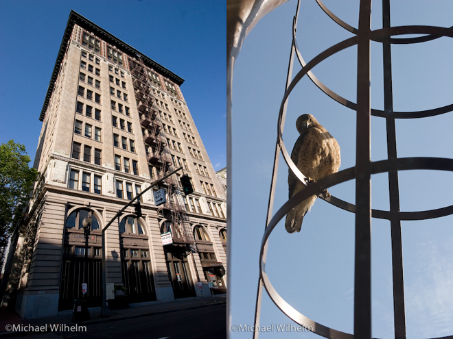 Urban red-tailed hawk nest site