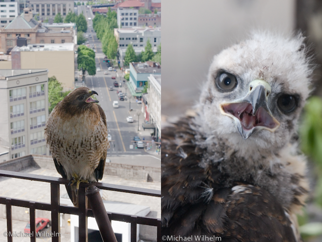red-tailed hawk