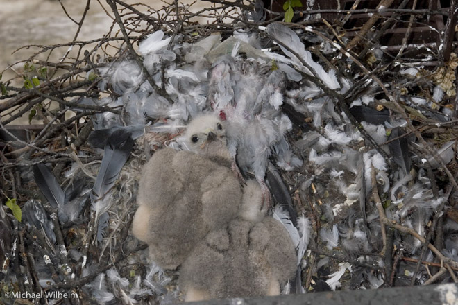 red-tailed hawk chicks