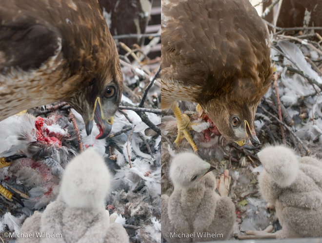 red-tailed hawk
