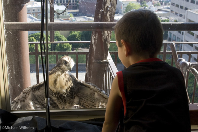 red-tailed hawk
