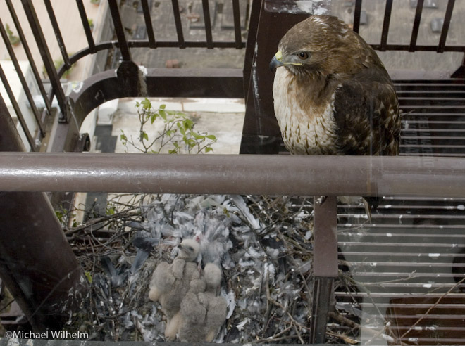 red-tailed hawk chicks