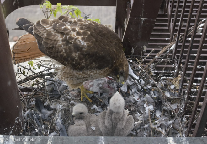 red-tailed hawk