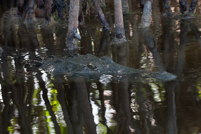 Crocodile