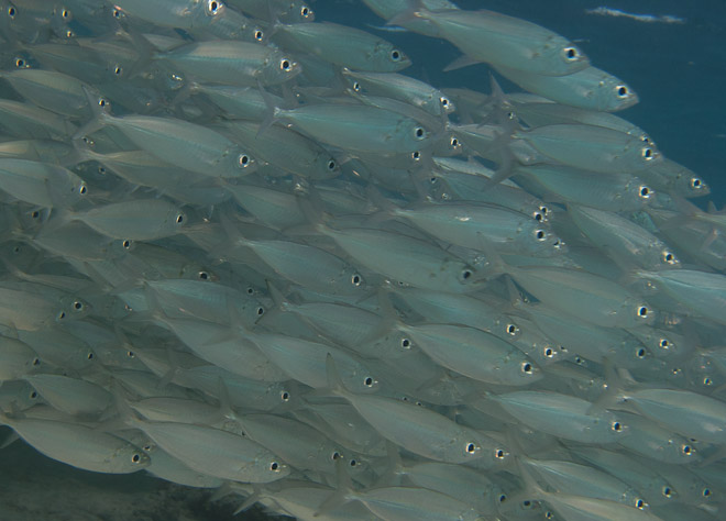 school of fish