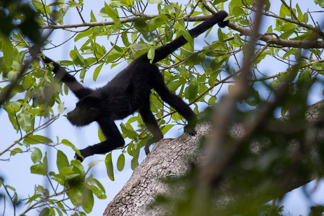 howler monkey